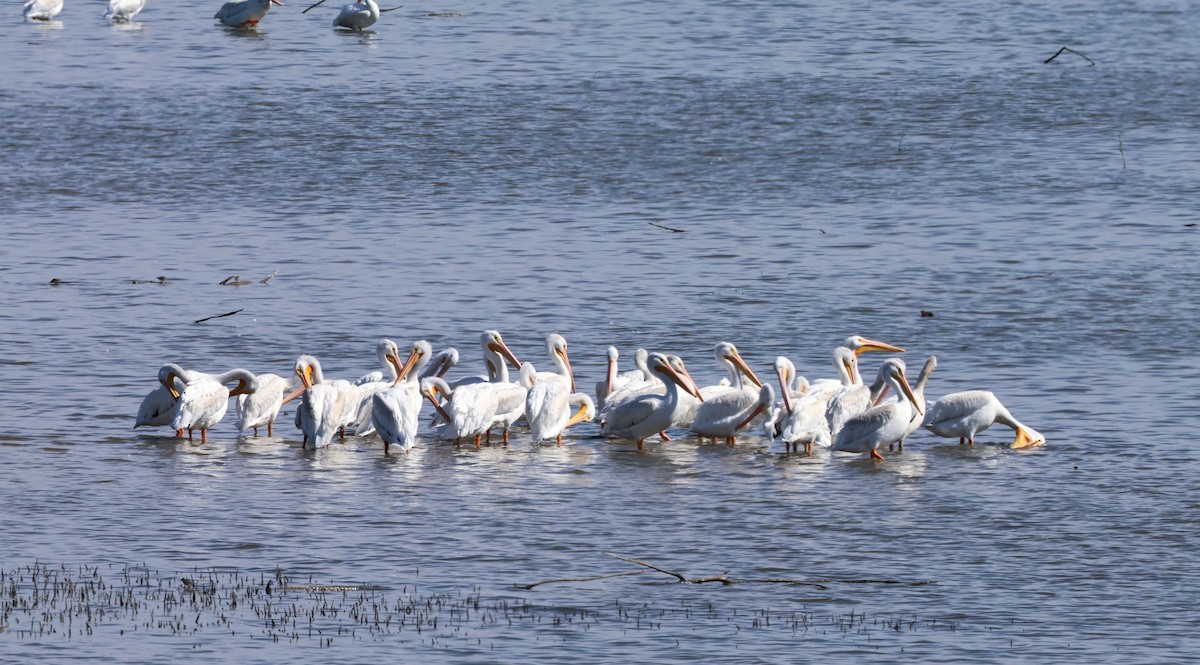 American White Pelican - ML489128911