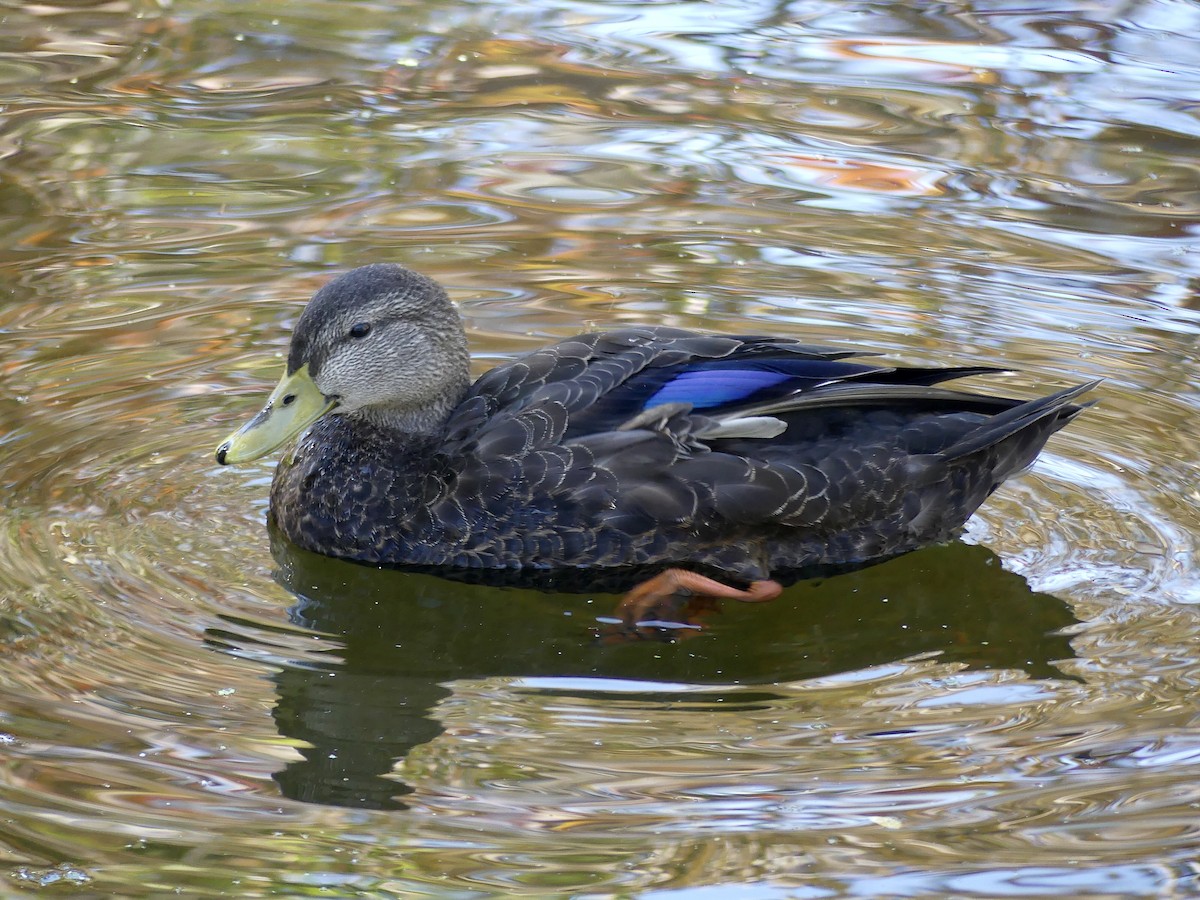 Canard noir - ML489129011