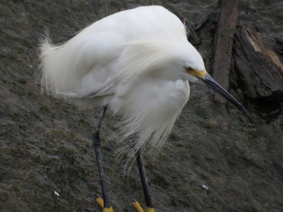 Snowy Egret - ML489130051