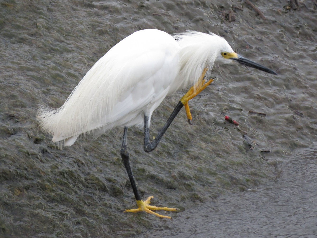Snowy Egret - ML489130061