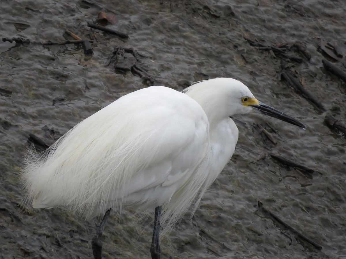 Snowy Egret - ML489130071