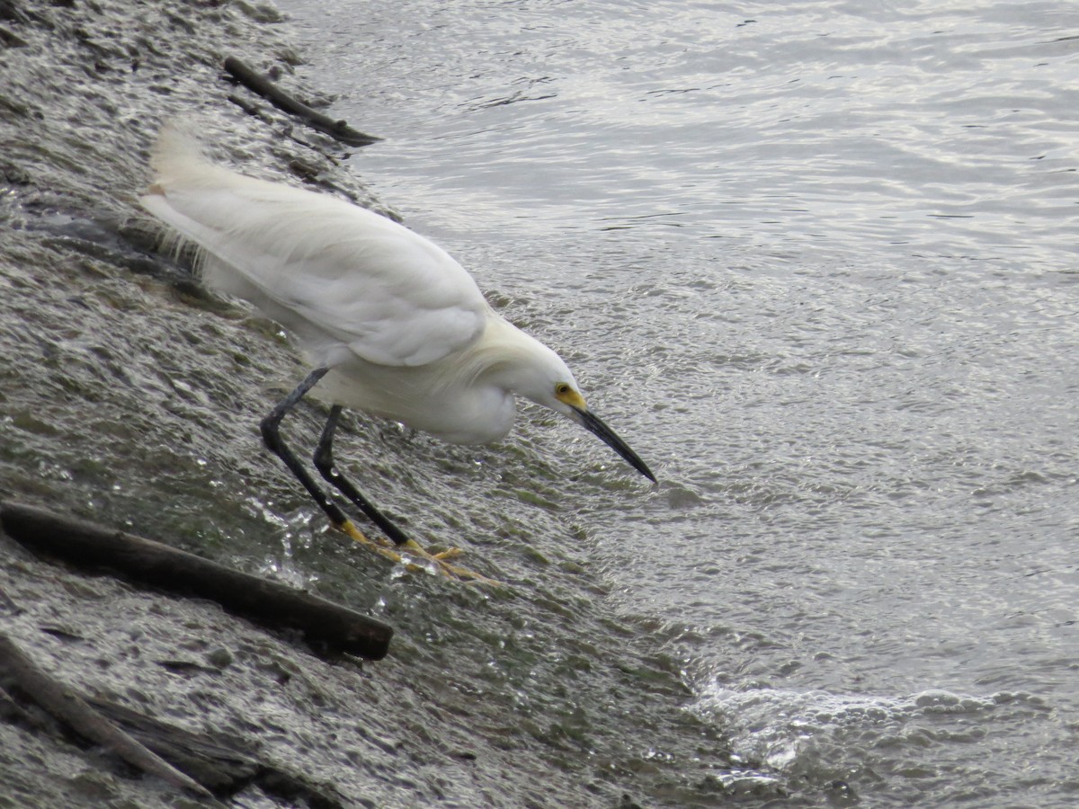 Snowy Egret - ML489130081