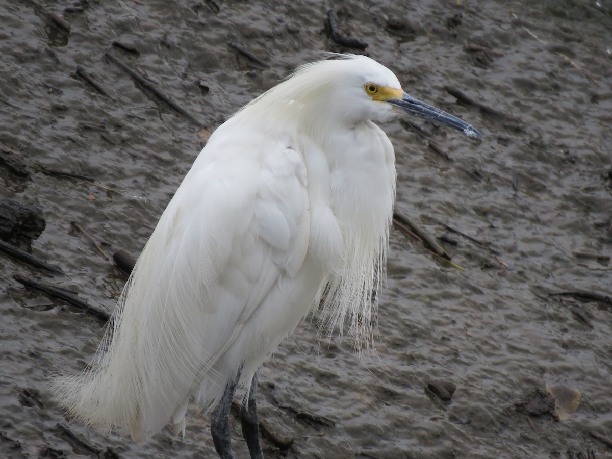Snowy Egret - ML489130091