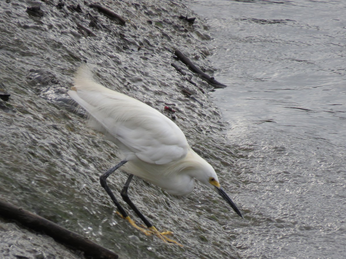 Snowy Egret - ML489130101