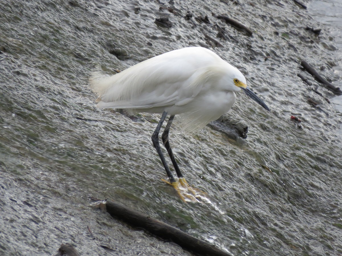 Snowy Egret - ML489130111