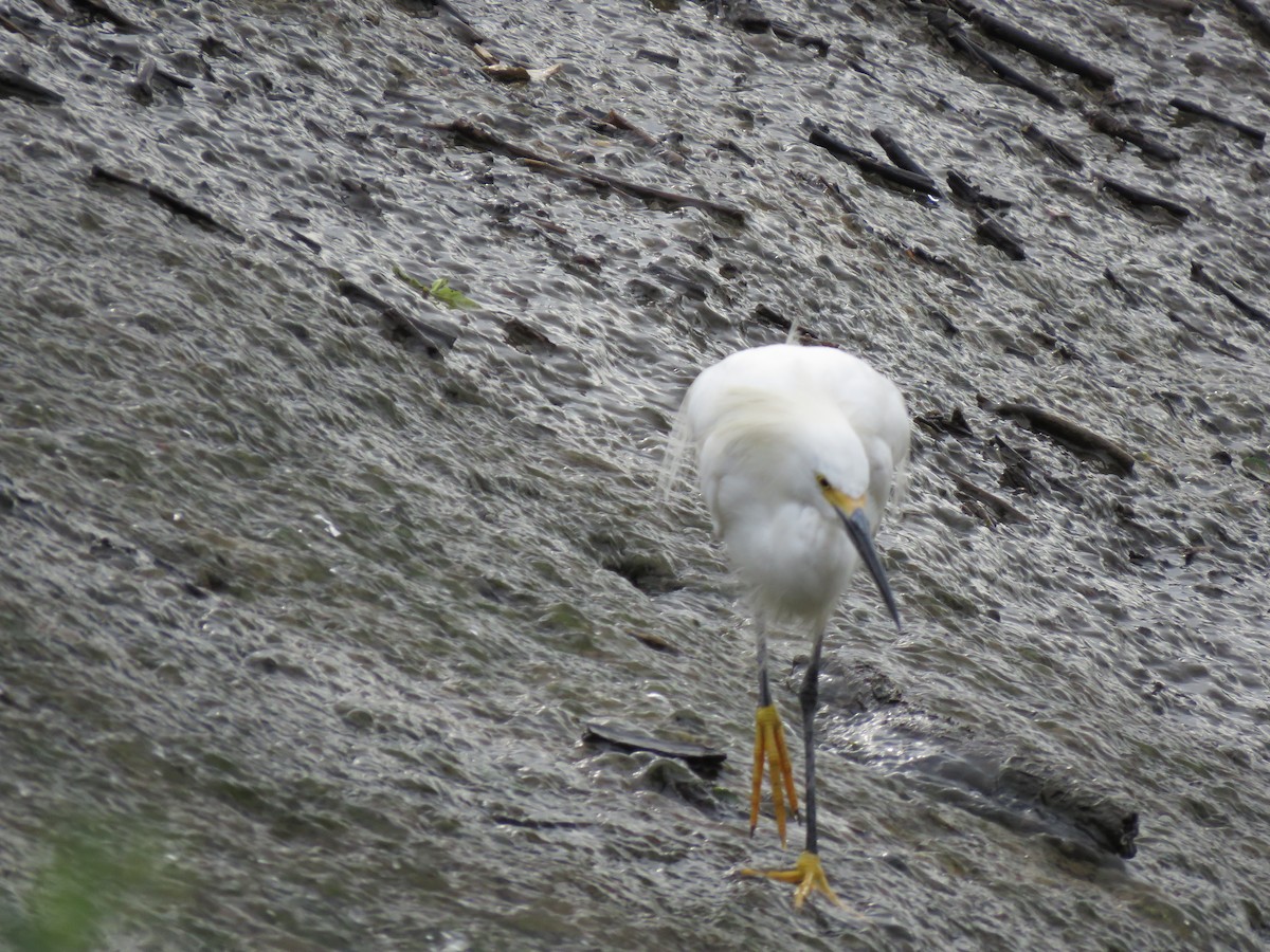 Snowy Egret - ML489130121