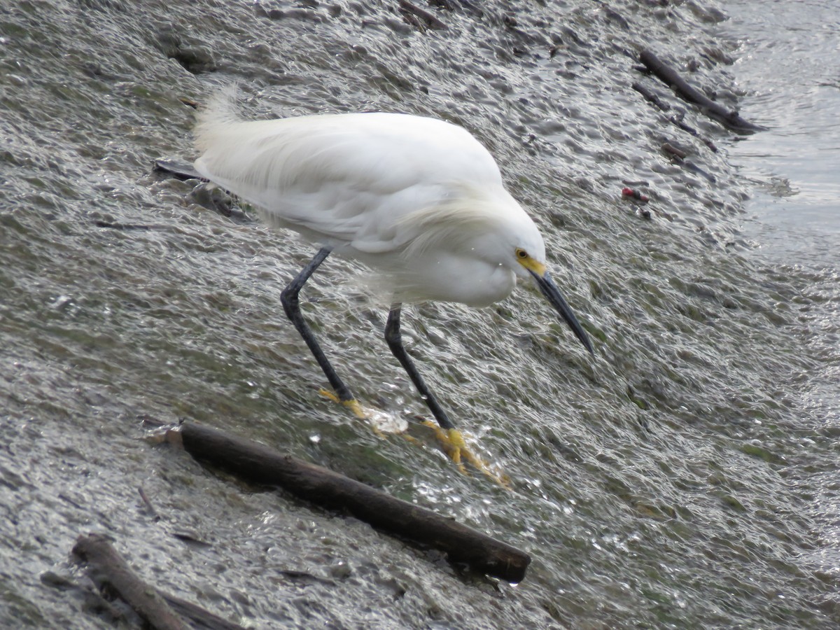 Snowy Egret - ML489130131