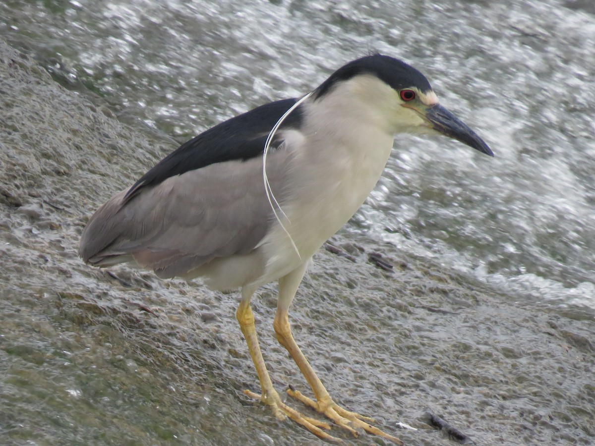 Black-crowned Night Heron - ML489130681