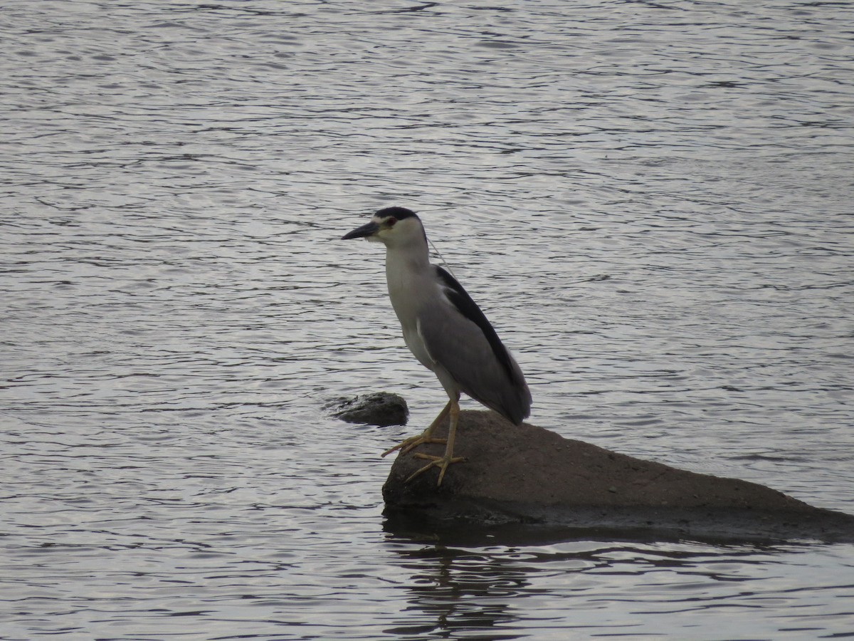 Black-crowned Night Heron - ML489130691