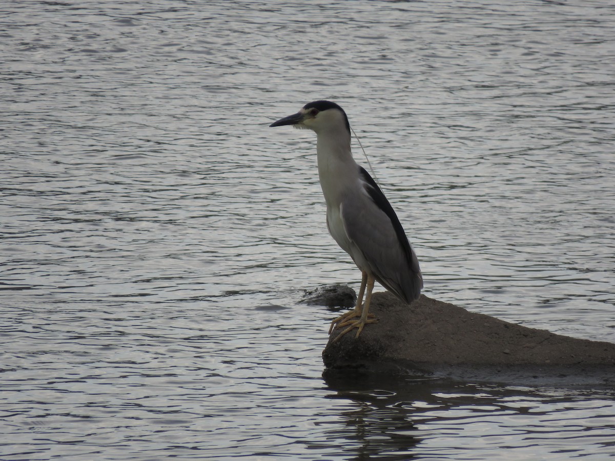 Black-crowned Night Heron - ML489130701