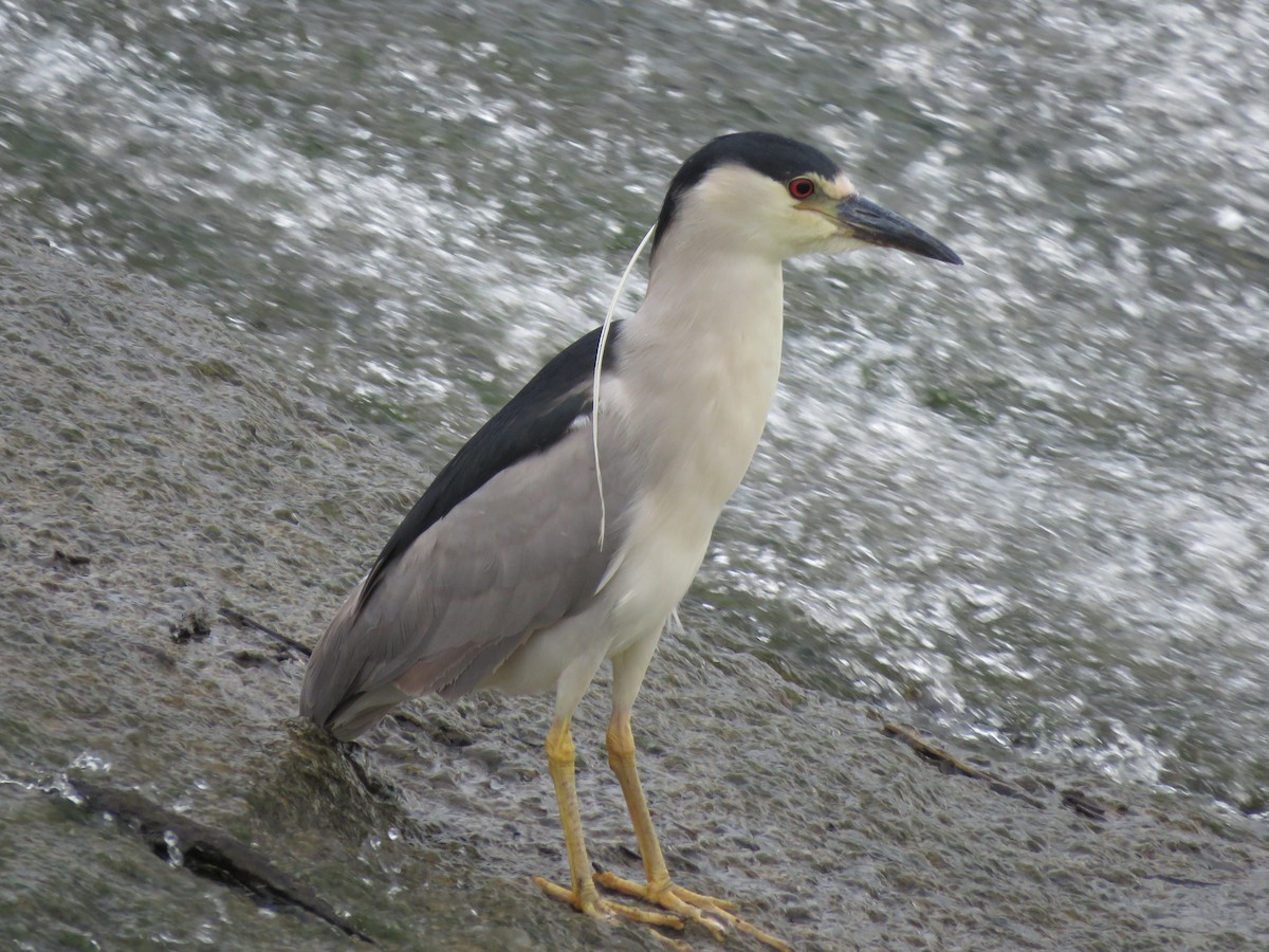 Black-crowned Night Heron - ML489130711