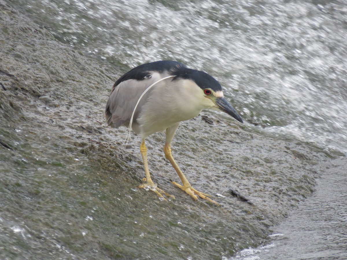Black-crowned Night Heron - ML489130721