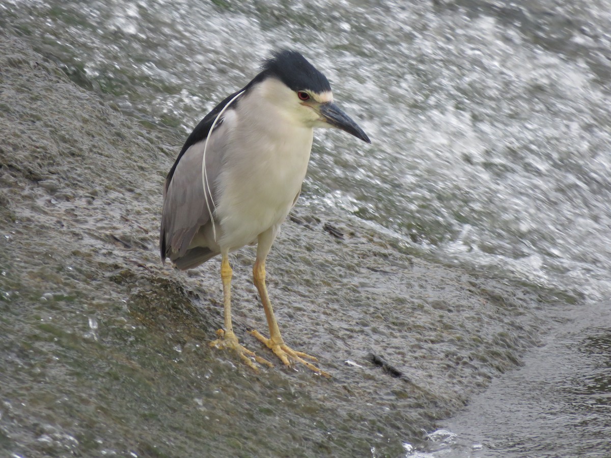 Black-crowned Night Heron - ML489130731