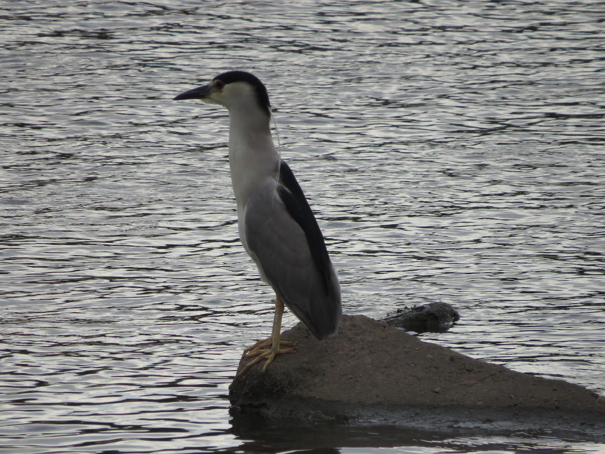 Black-crowned Night Heron - ML489130741