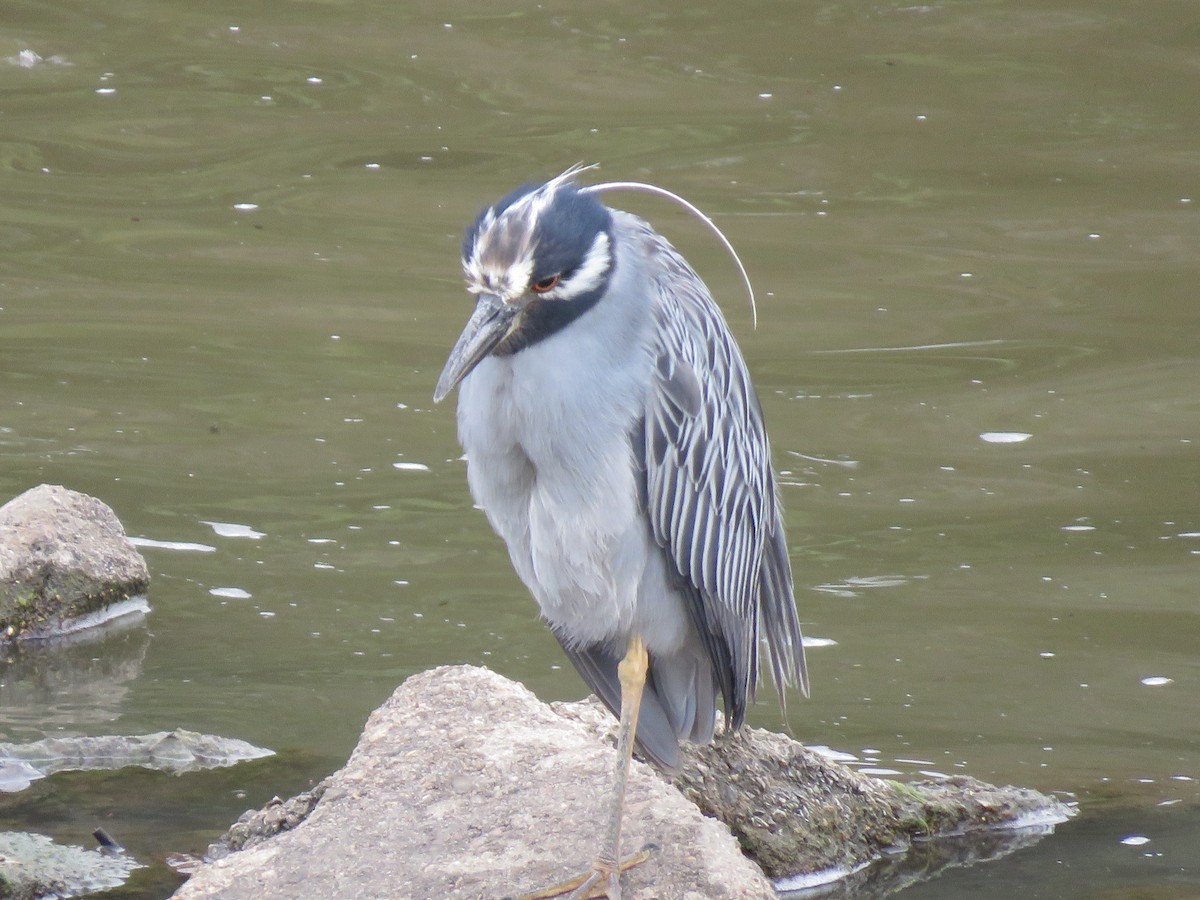 Yellow-crowned Night Heron - ML489131131