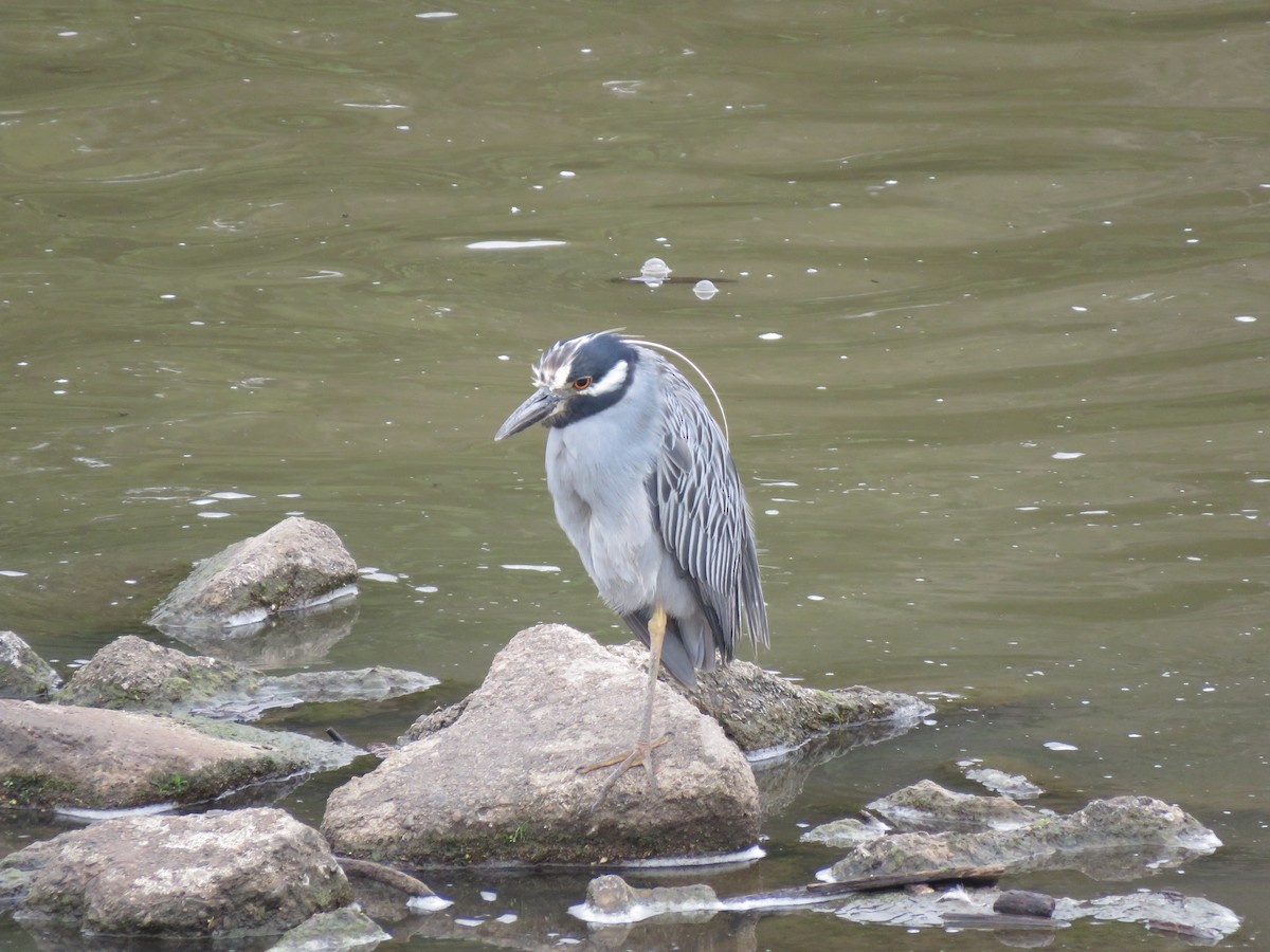 Yellow-crowned Night Heron - ML489131141