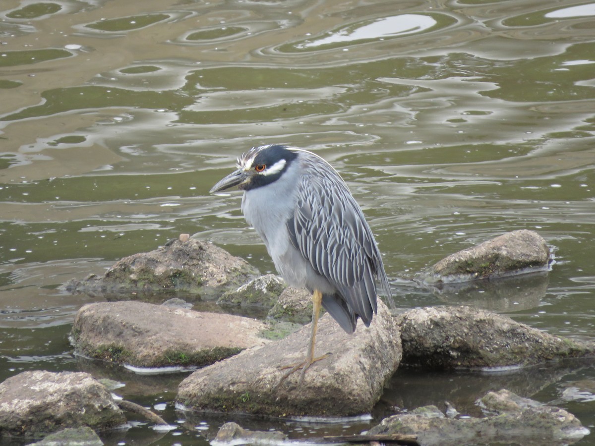 Yellow-crowned Night Heron - ML489131151