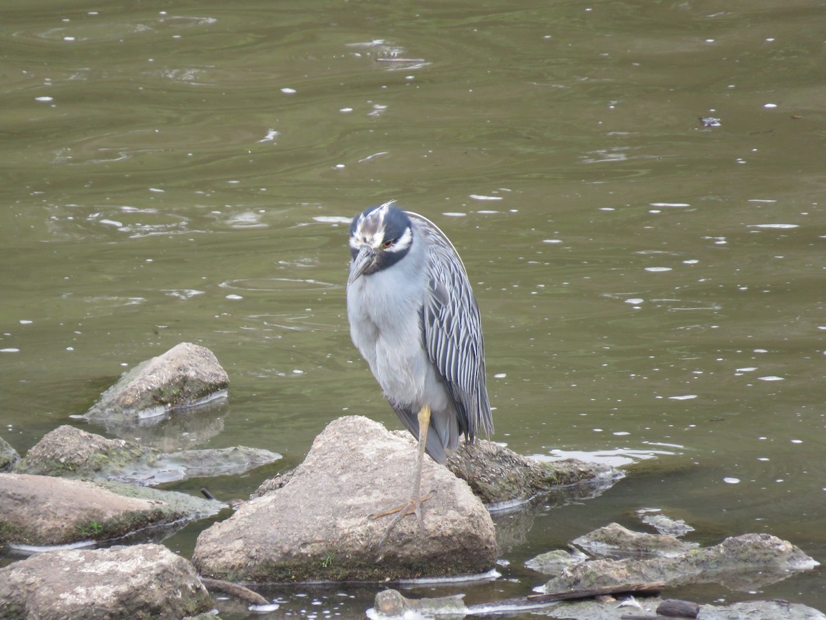 Yellow-crowned Night Heron - ML489131161