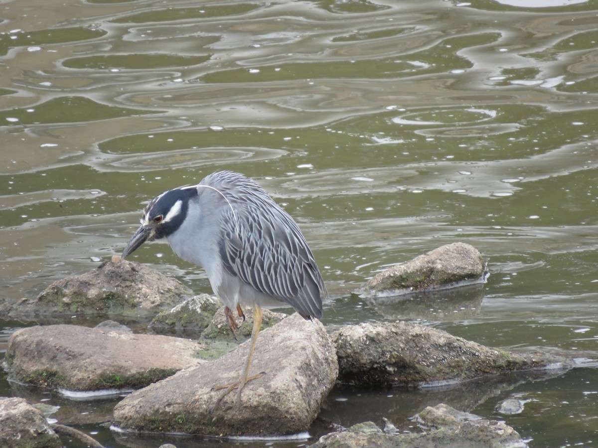 Yellow-crowned Night Heron - ML489131171