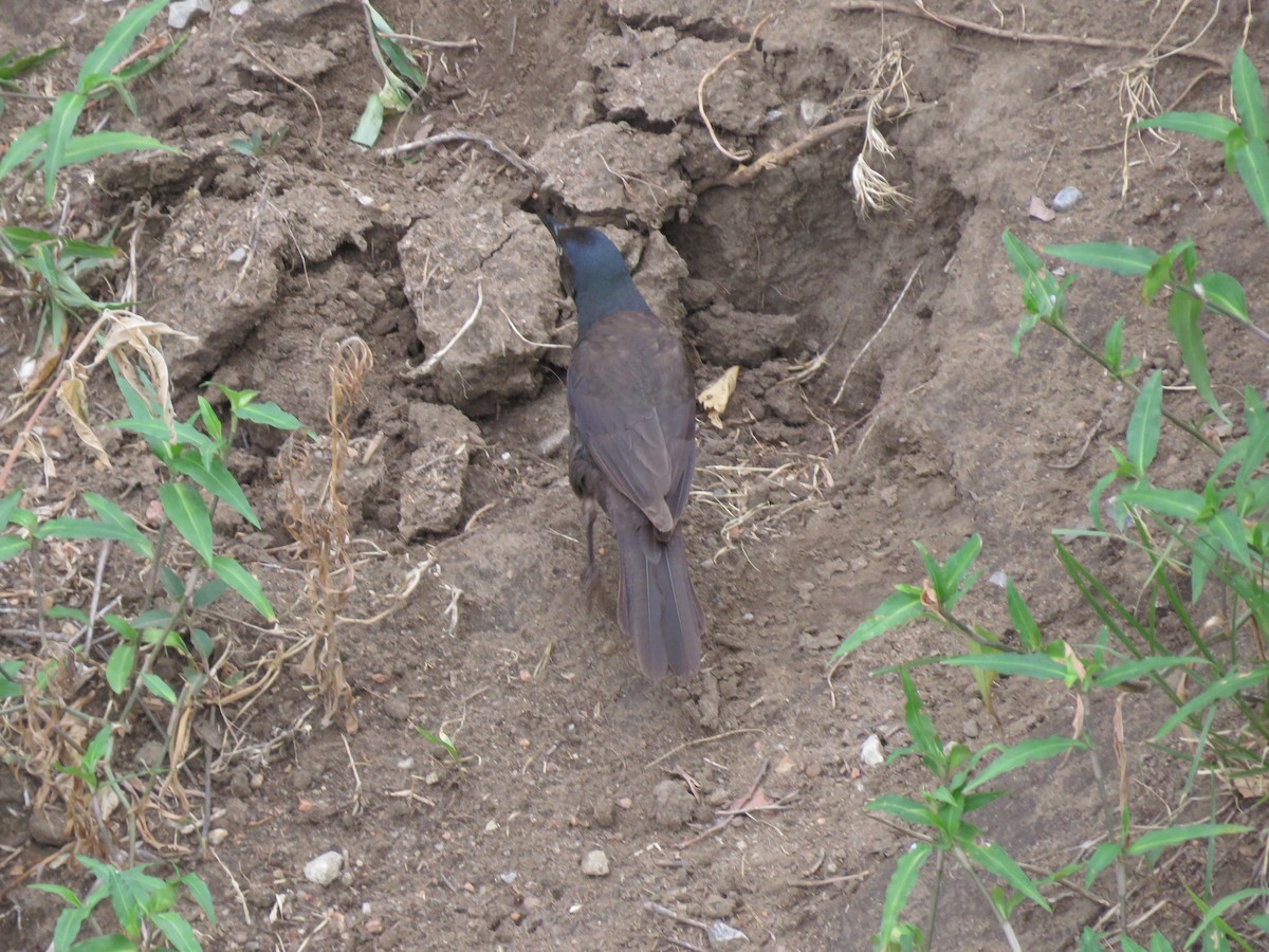 Common Grackle - ML489131391