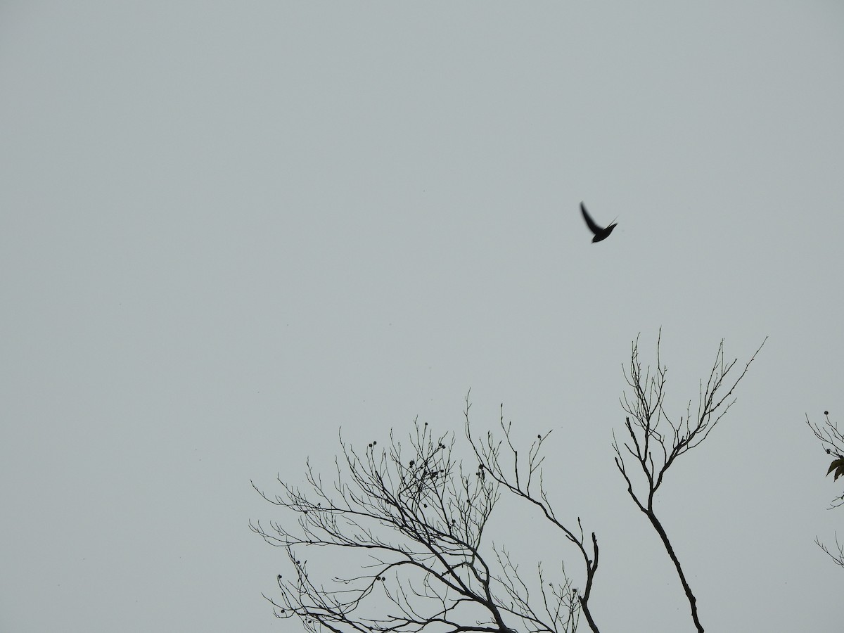 Chimney Swift - Ron Marek