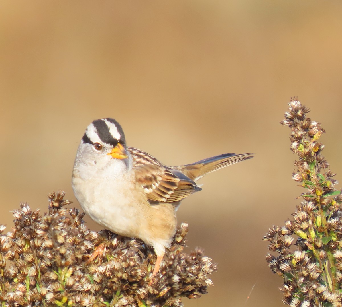 White-crowned Sparrow - ML489133121