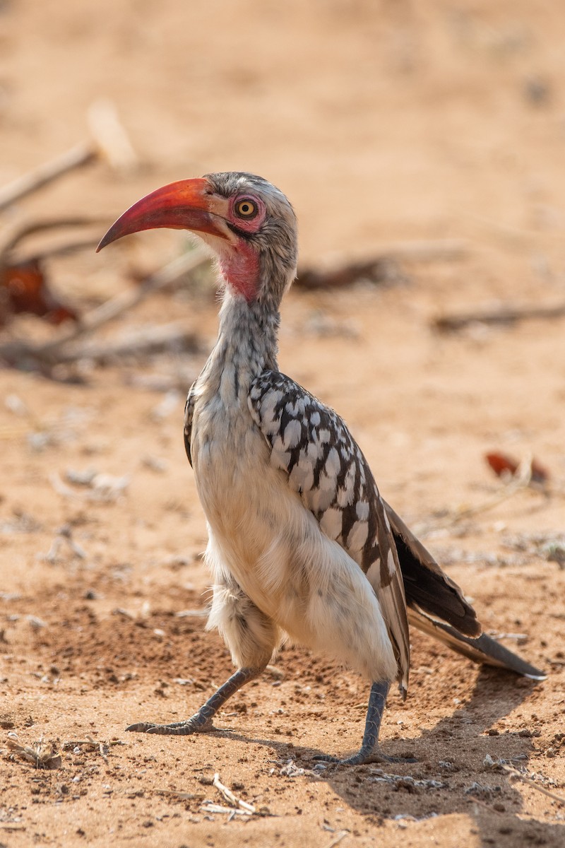 Southern Red-billed Hornbill - ML489135371