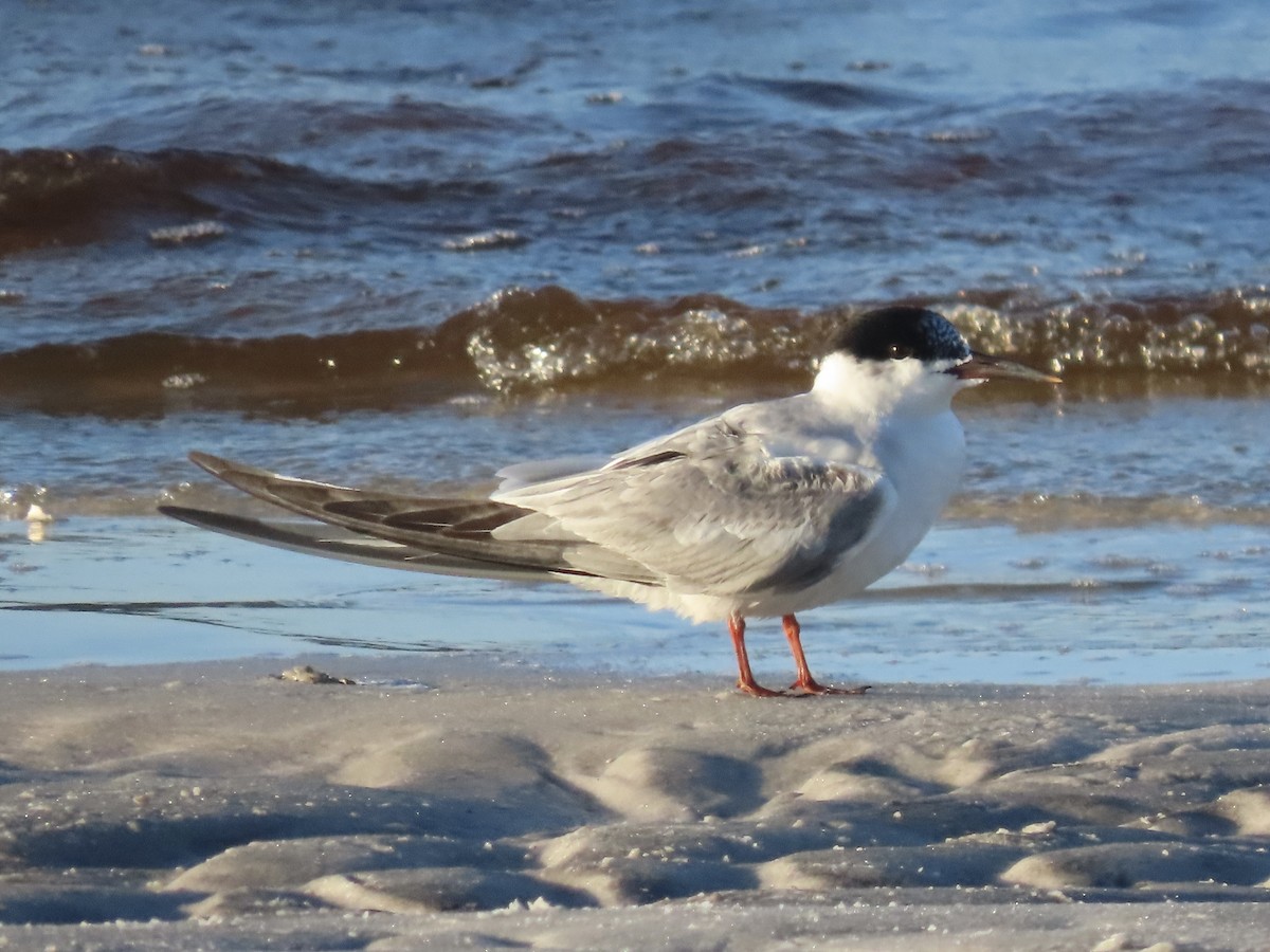 Common Tern - Green Blood