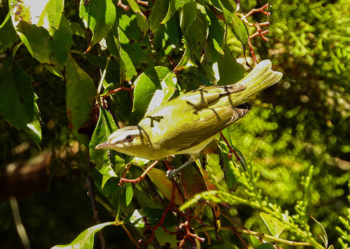 Red-eyed Vireo - ML489136841