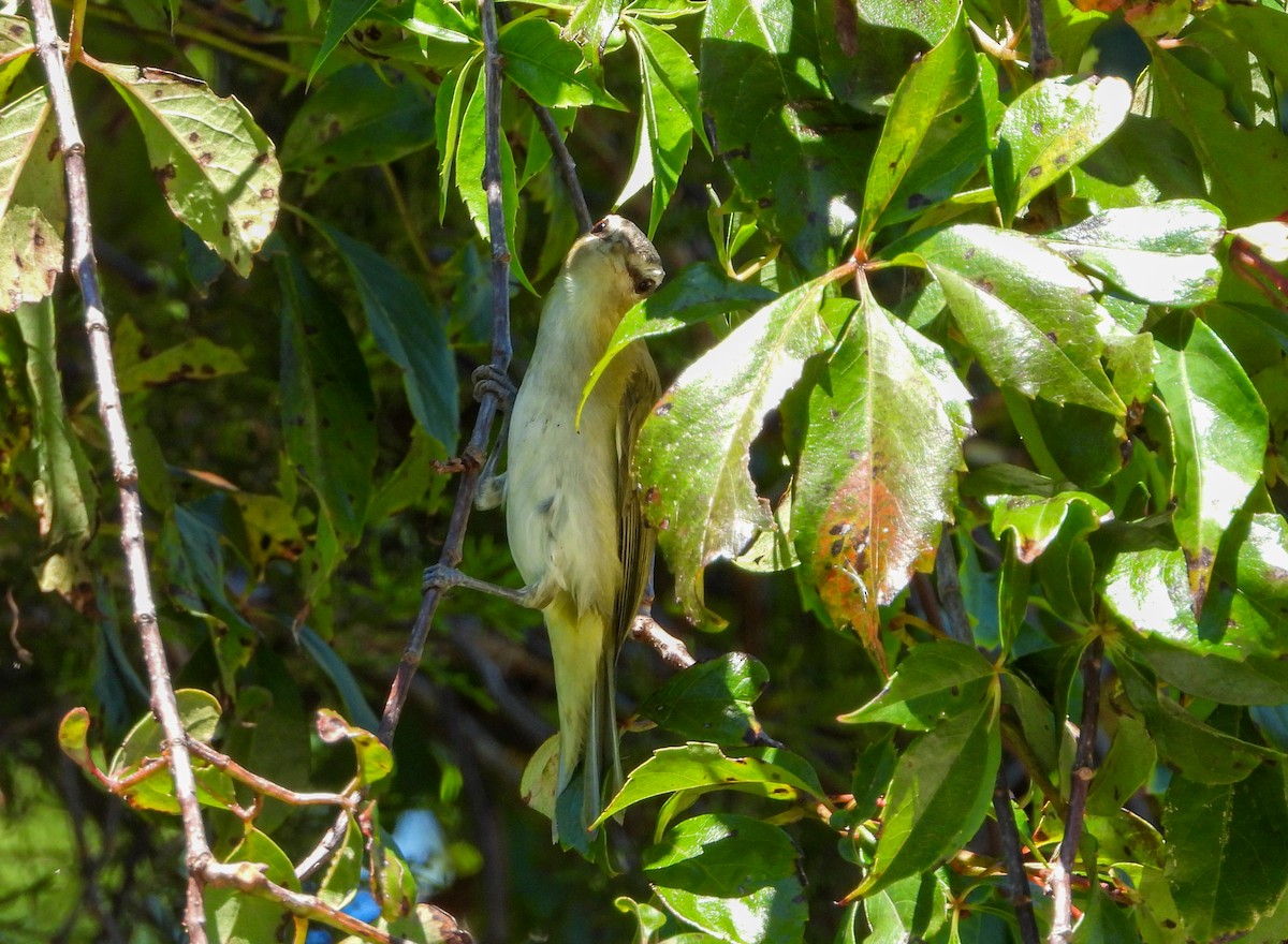 Red-eyed Vireo - ML489136851