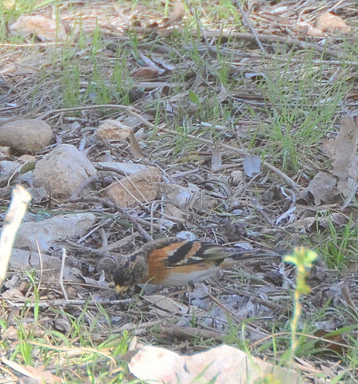 Brambling - Jerome Schwartz