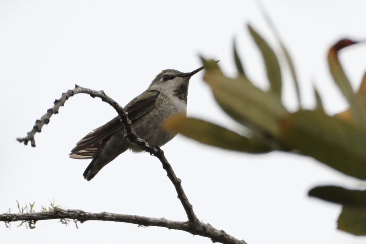 Anna's Hummingbird - ML489138051