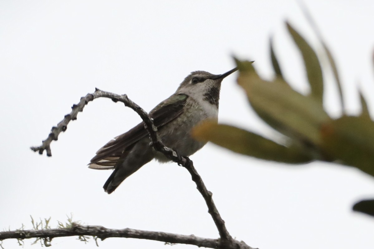 Anna's Hummingbird - ML489138061