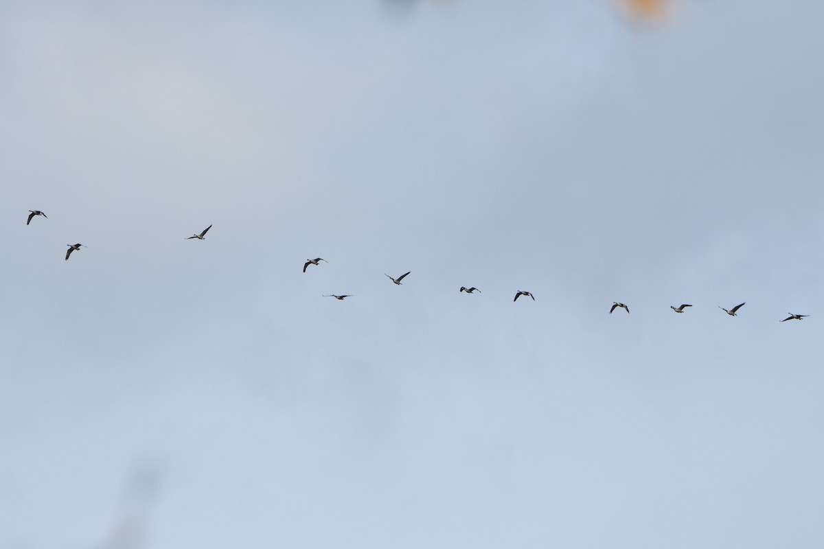Canada Goose - ML489138711
