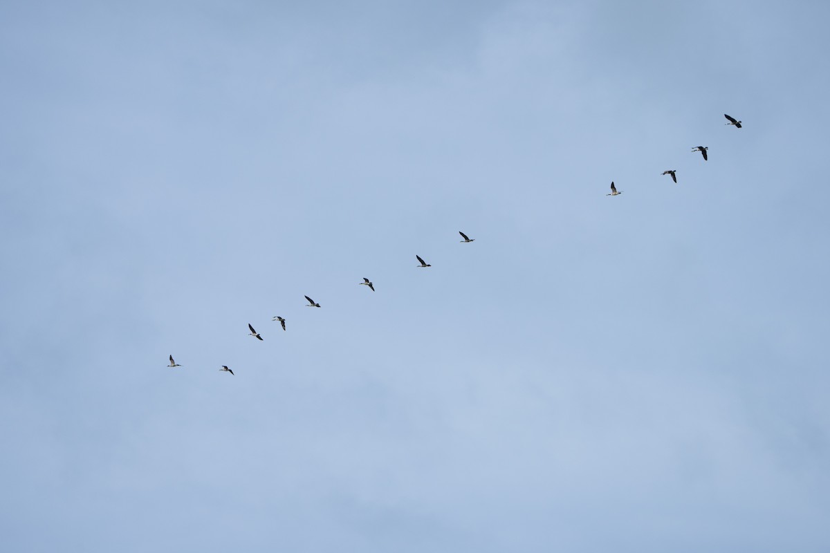 Canada Goose - ML489138731