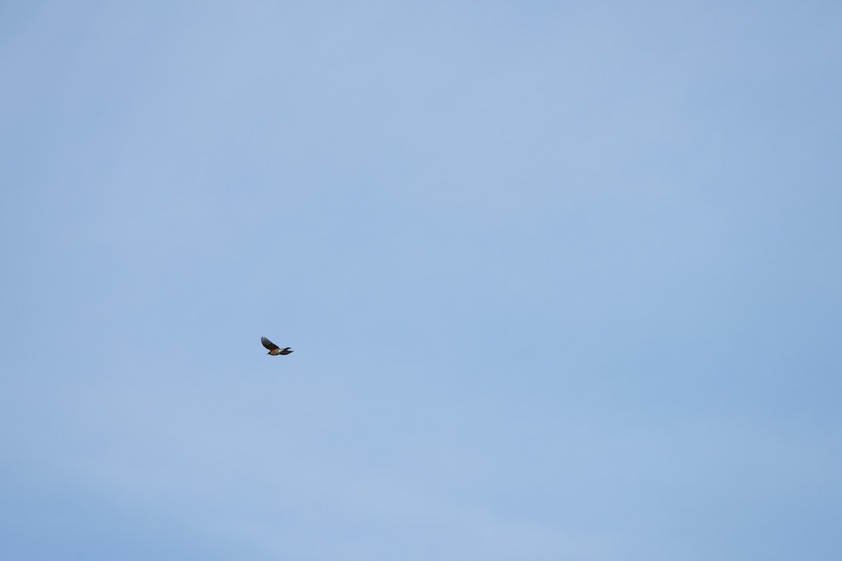 American Robin - ML489138851