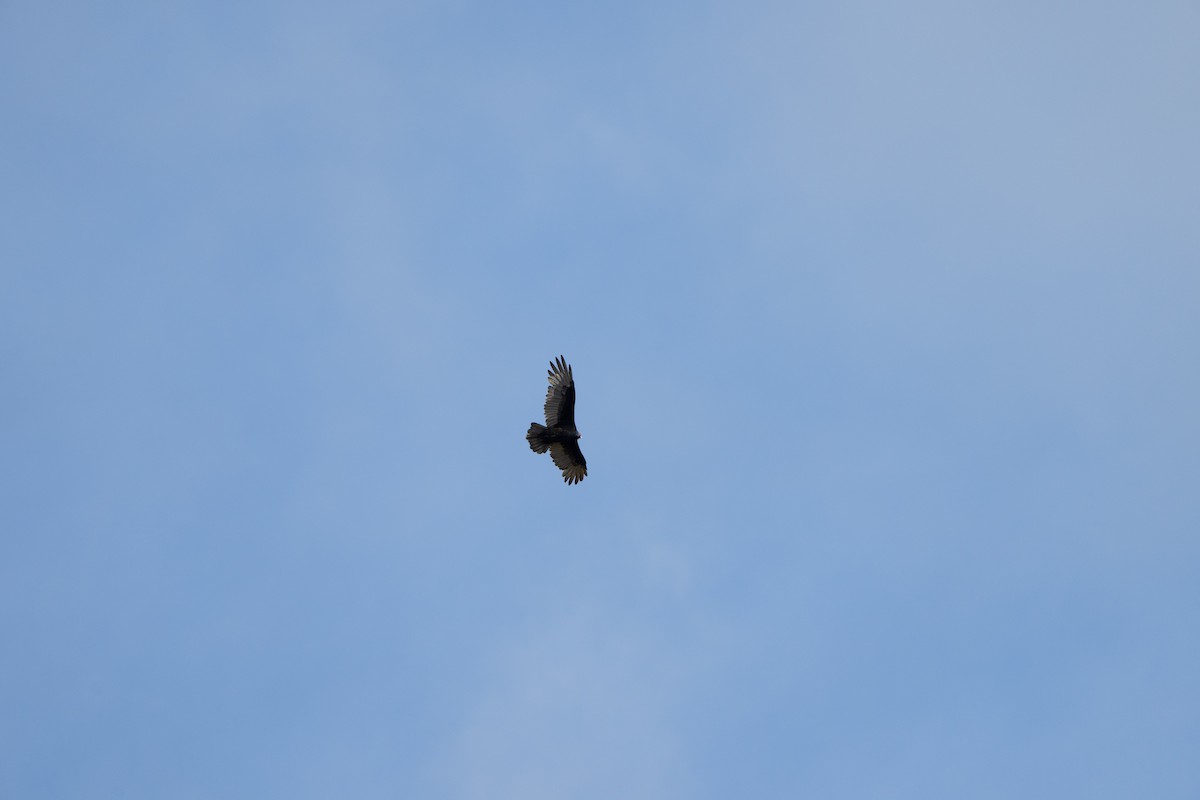 Turkey Vulture - ML489139091
