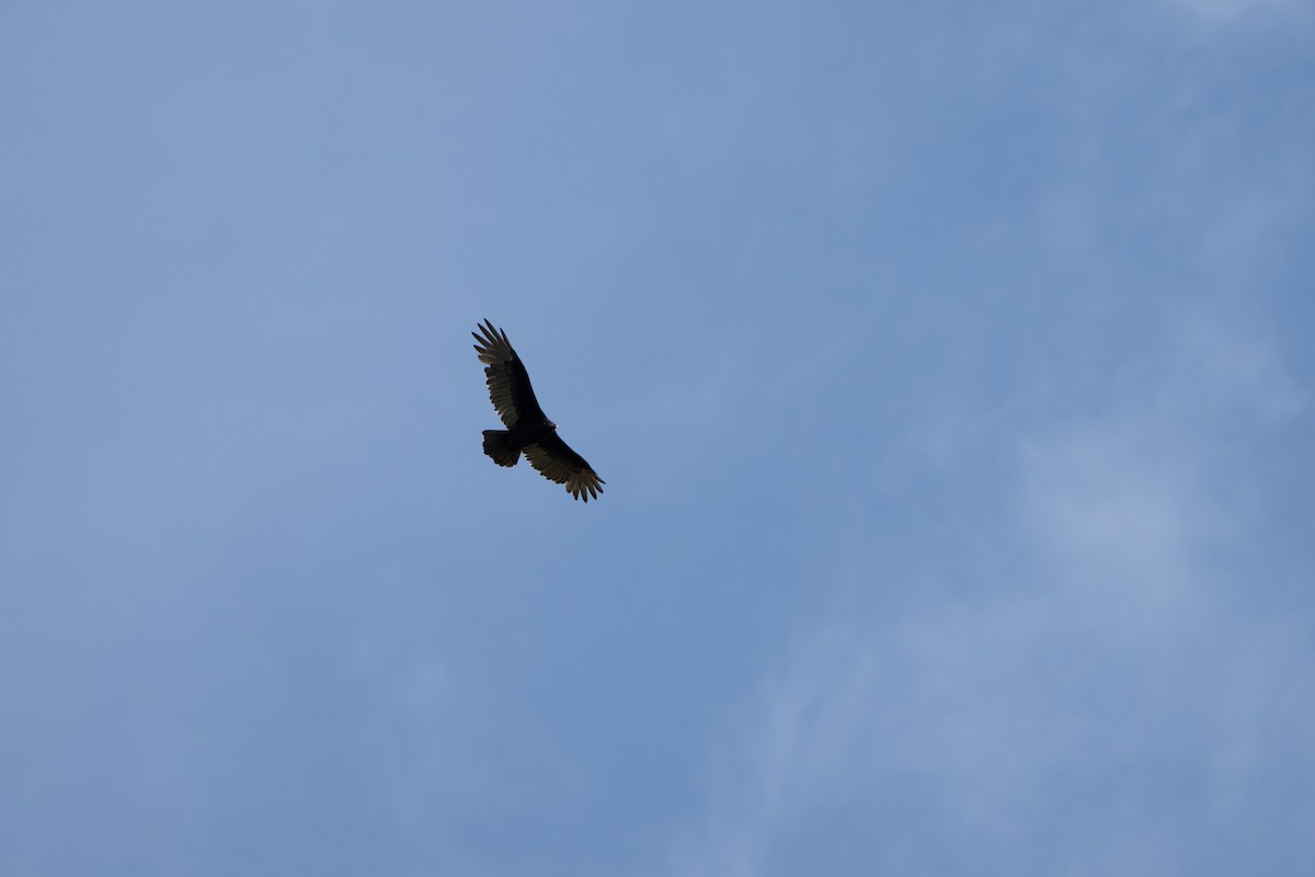 Turkey Vulture - ML489139101