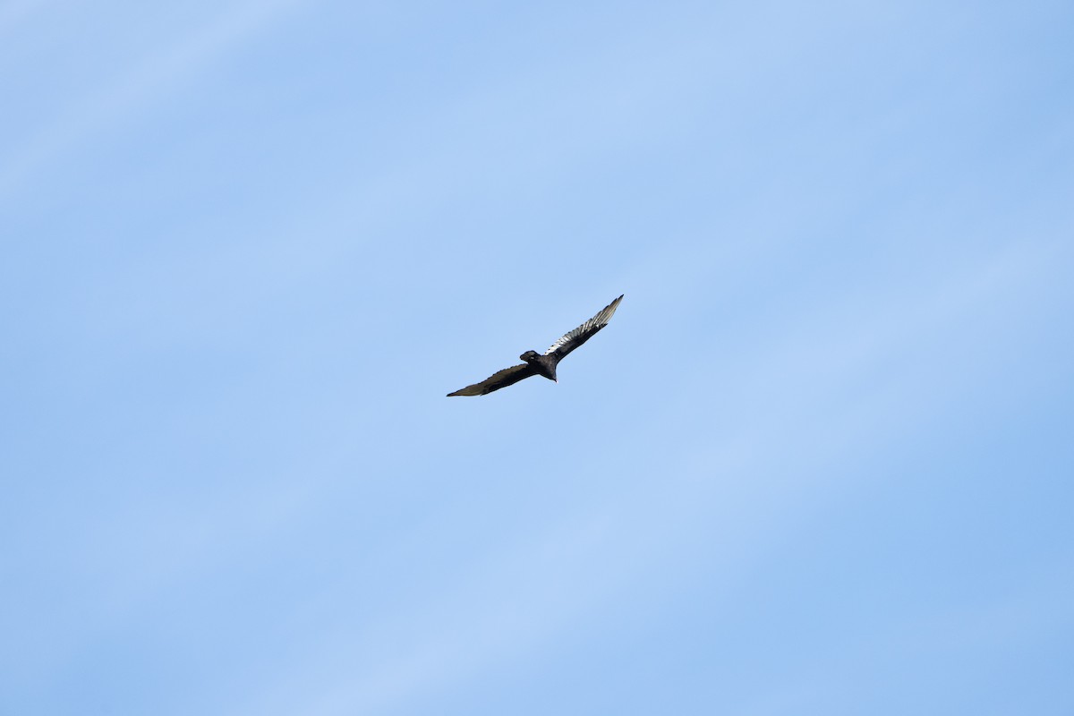 Turkey Vulture - ML489139161