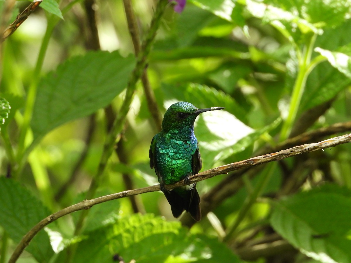 Garden Emerald - Juan Carlos Melendez