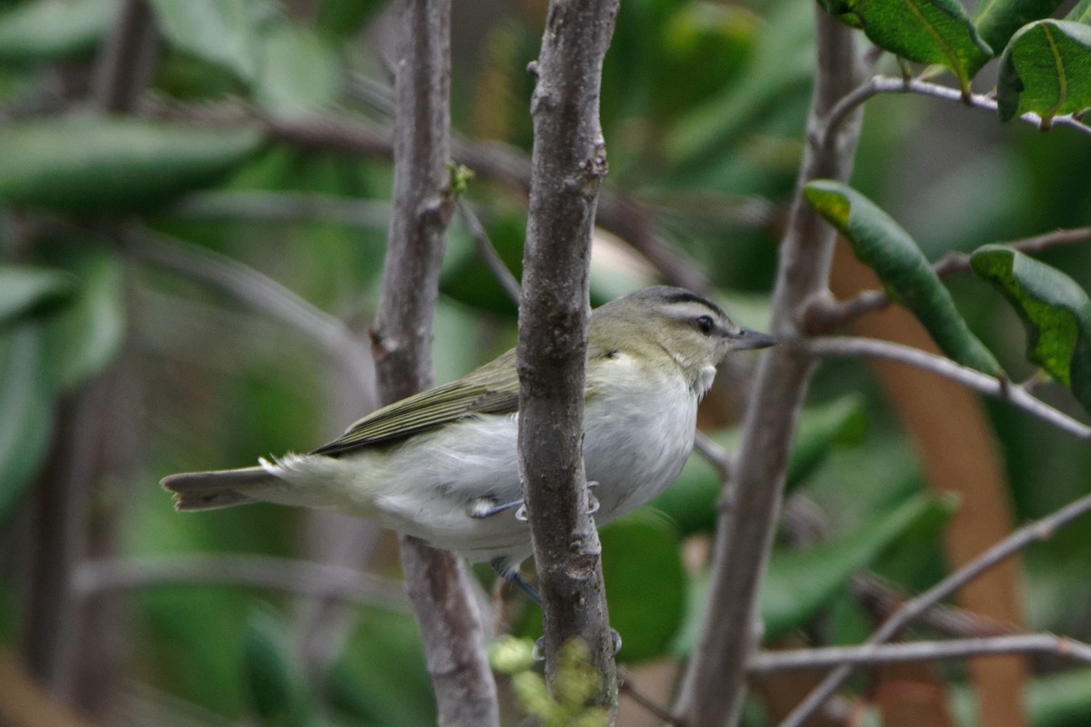 Red-eyed Vireo - ML489139971