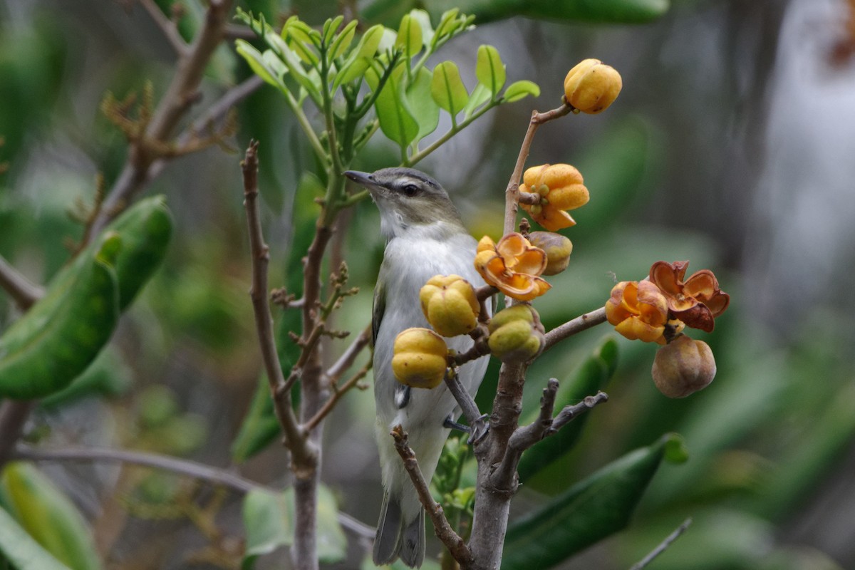 Red-eyed Vireo - ML489140011