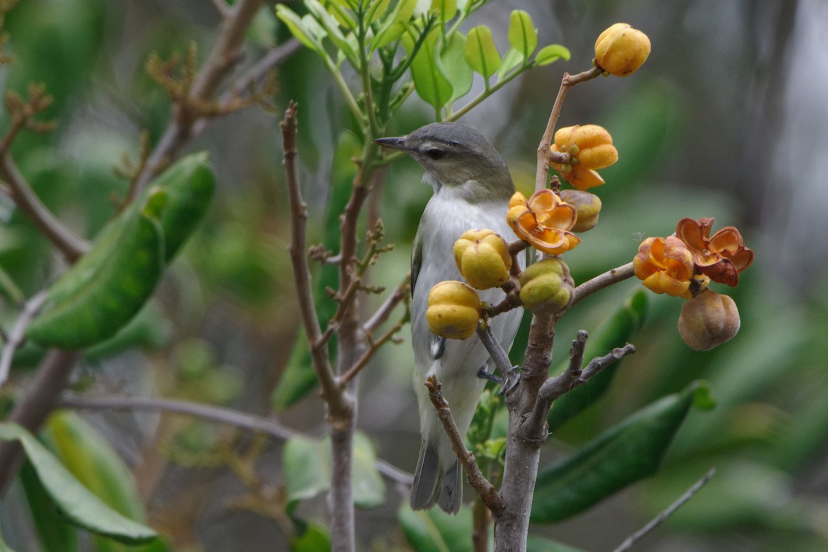 Red-eyed Vireo - ML489140031