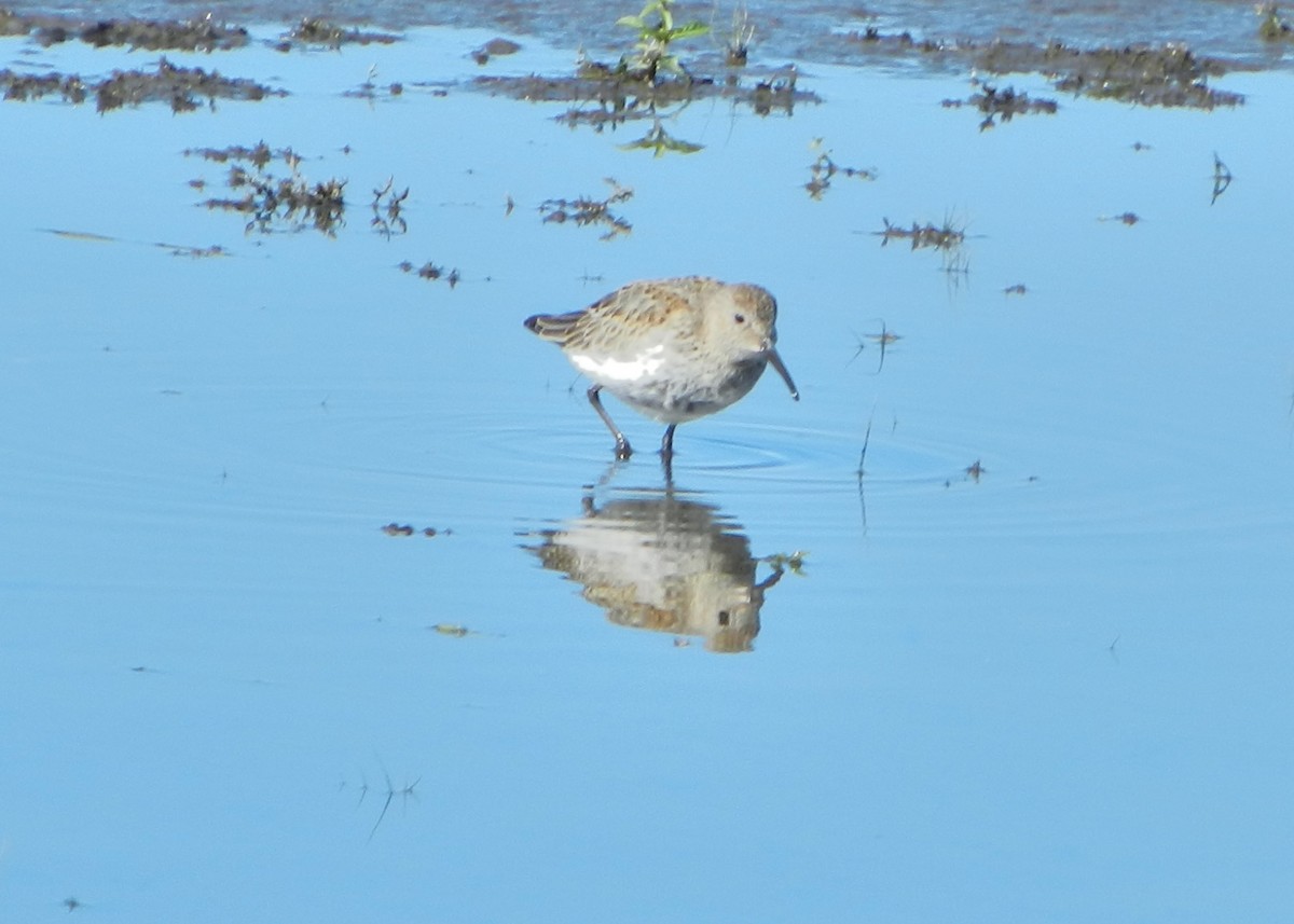 Dunlin - ML489140551