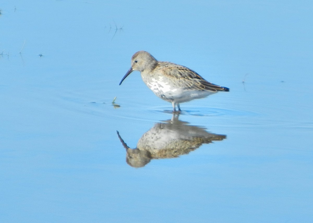 Dunlin - ML489140561