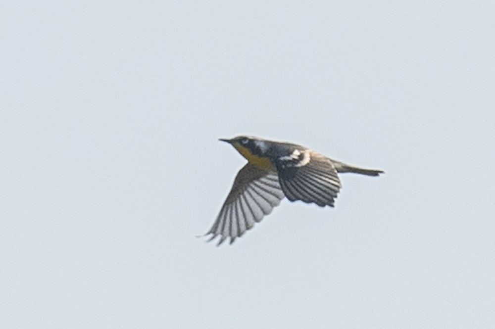 Yellow-throated Warbler - ML489141071