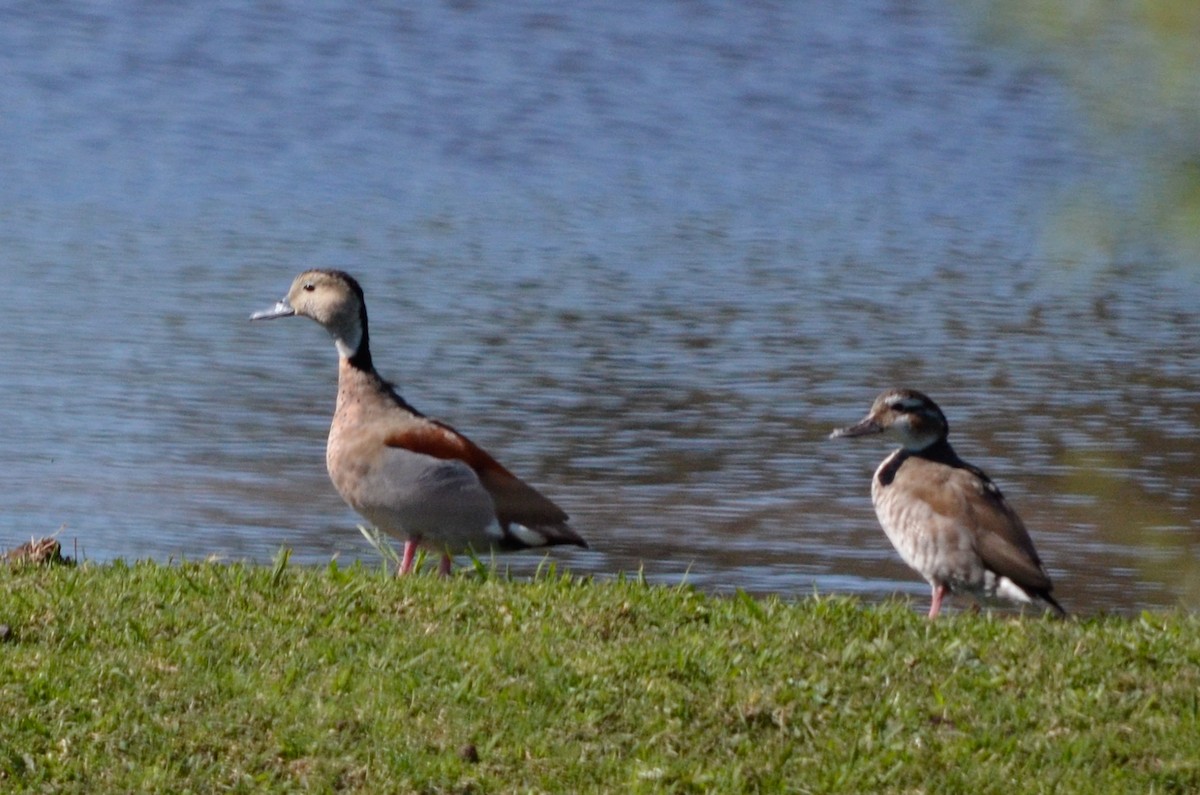 Ringed Teal - ML489143061