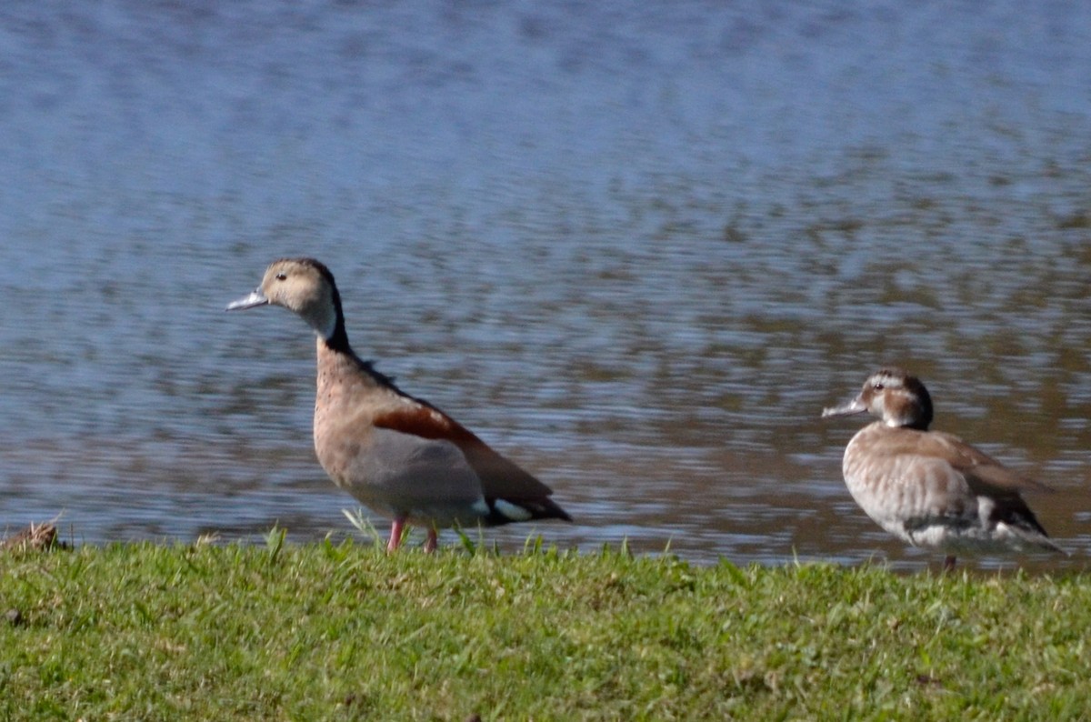 Ringed Teal - ML489143071