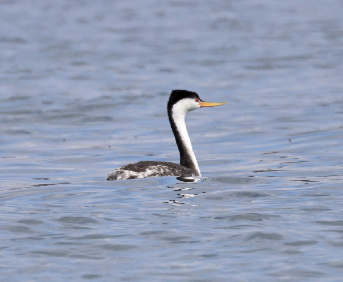 Clark's Grebe - ML489144731