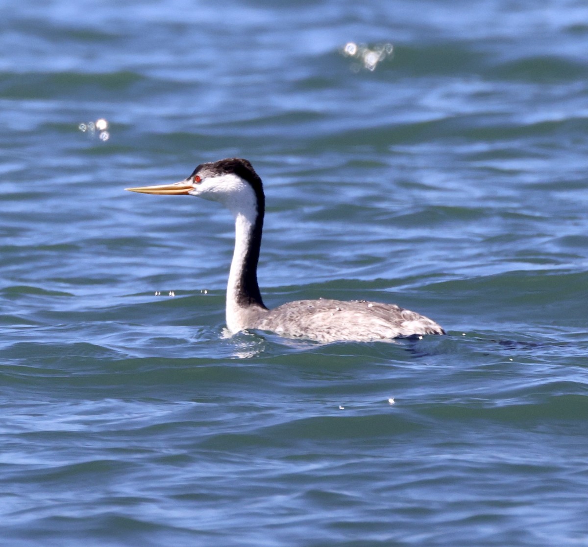 Clark's Grebe - ML489144751